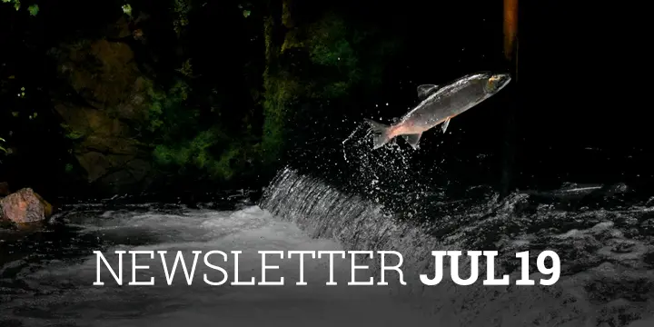 Newsletter Cobas AM Julio 2019