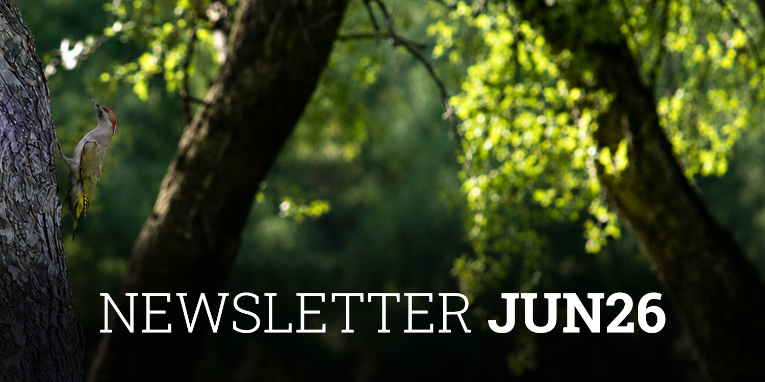 Newsletter-Cobas-AM-Junio-2026